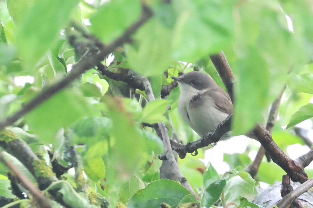Braamsluiper in de tuin van Tim. Foto: Tim van Oerle Braamsluiper tussen groen blad